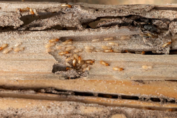 Best Wasp Removal Services  in Lake Andes, SD