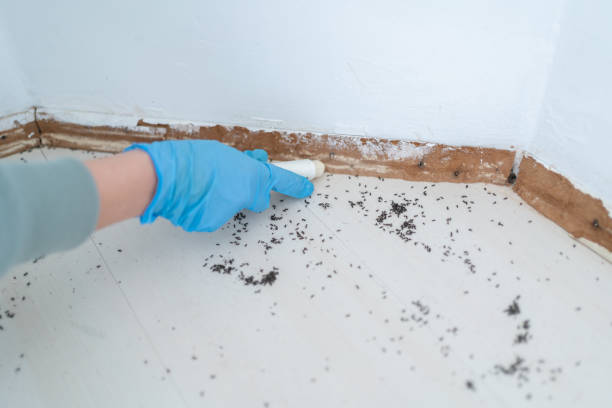 Best Wasp Removal Services  in Lake Andes, SD